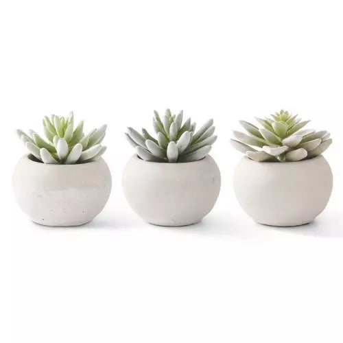 SOFT LOTUS SUCCULENTS IN GRAY CEMENT POTS - ASSORTED